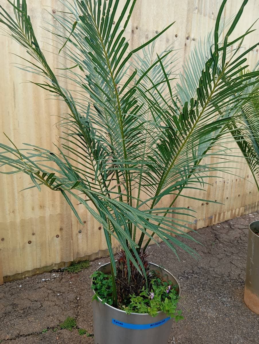 Cycas