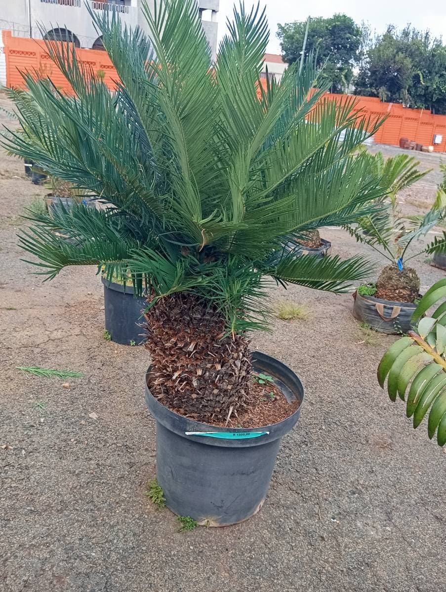 Cycas revoluta