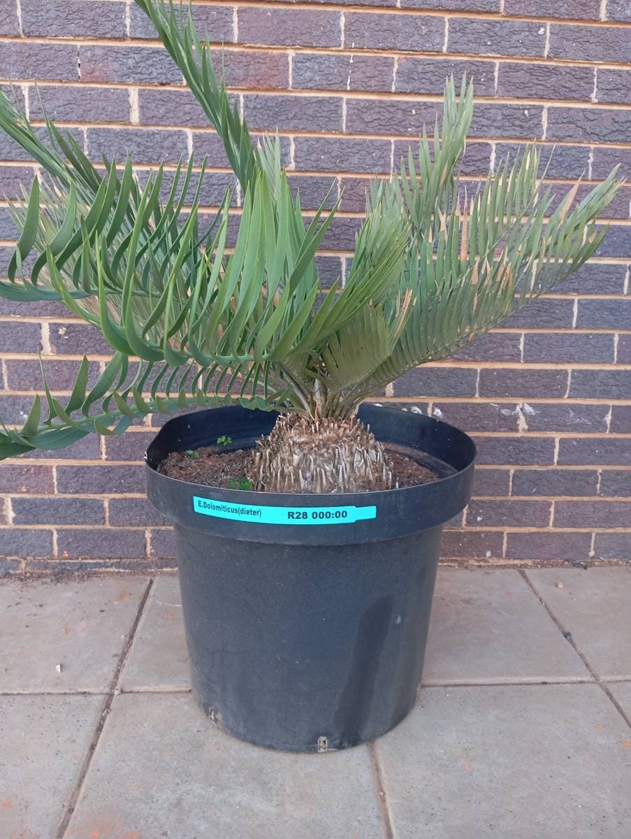 Encephalartos dolomiticus