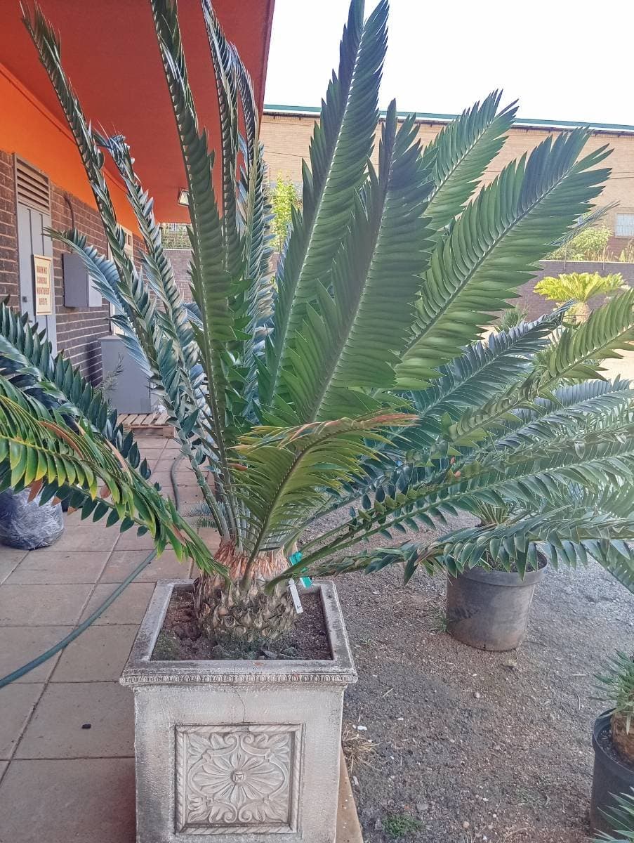 Transvenosus x Woodii