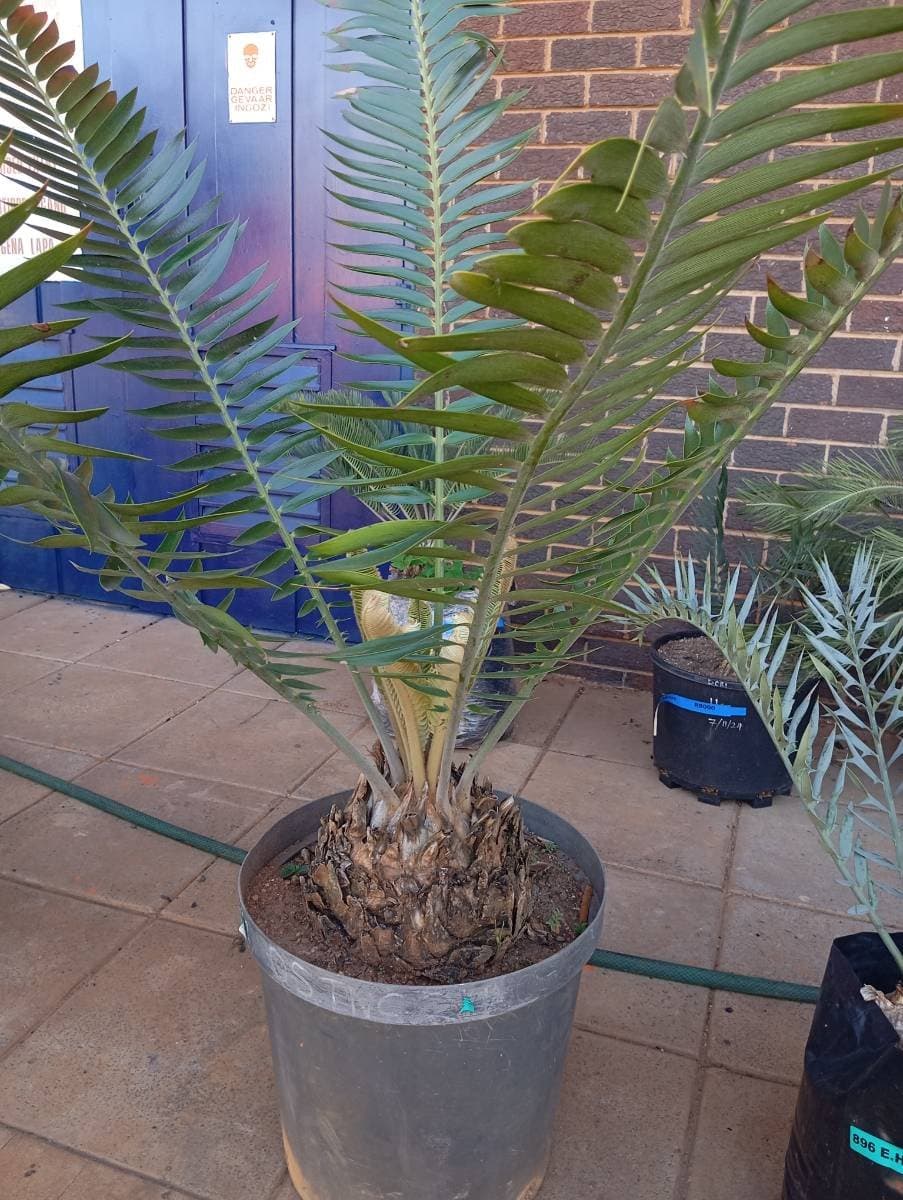 Encephalartos heenanii