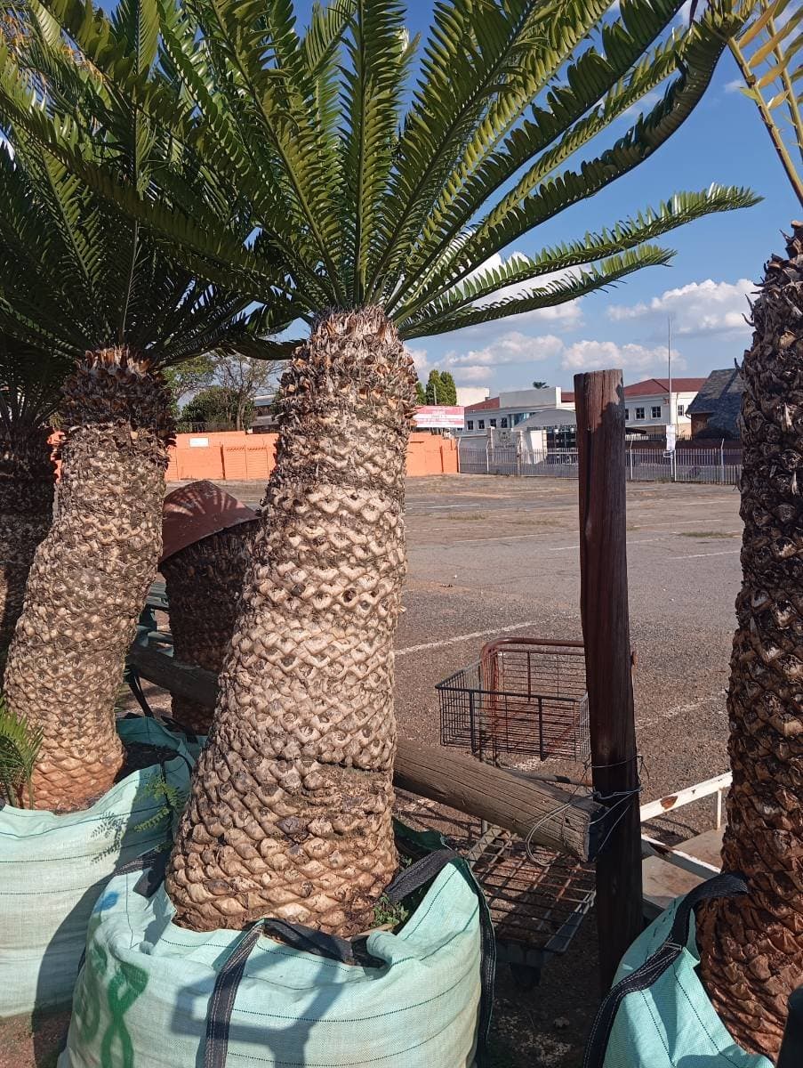 Encephalartos natalensis