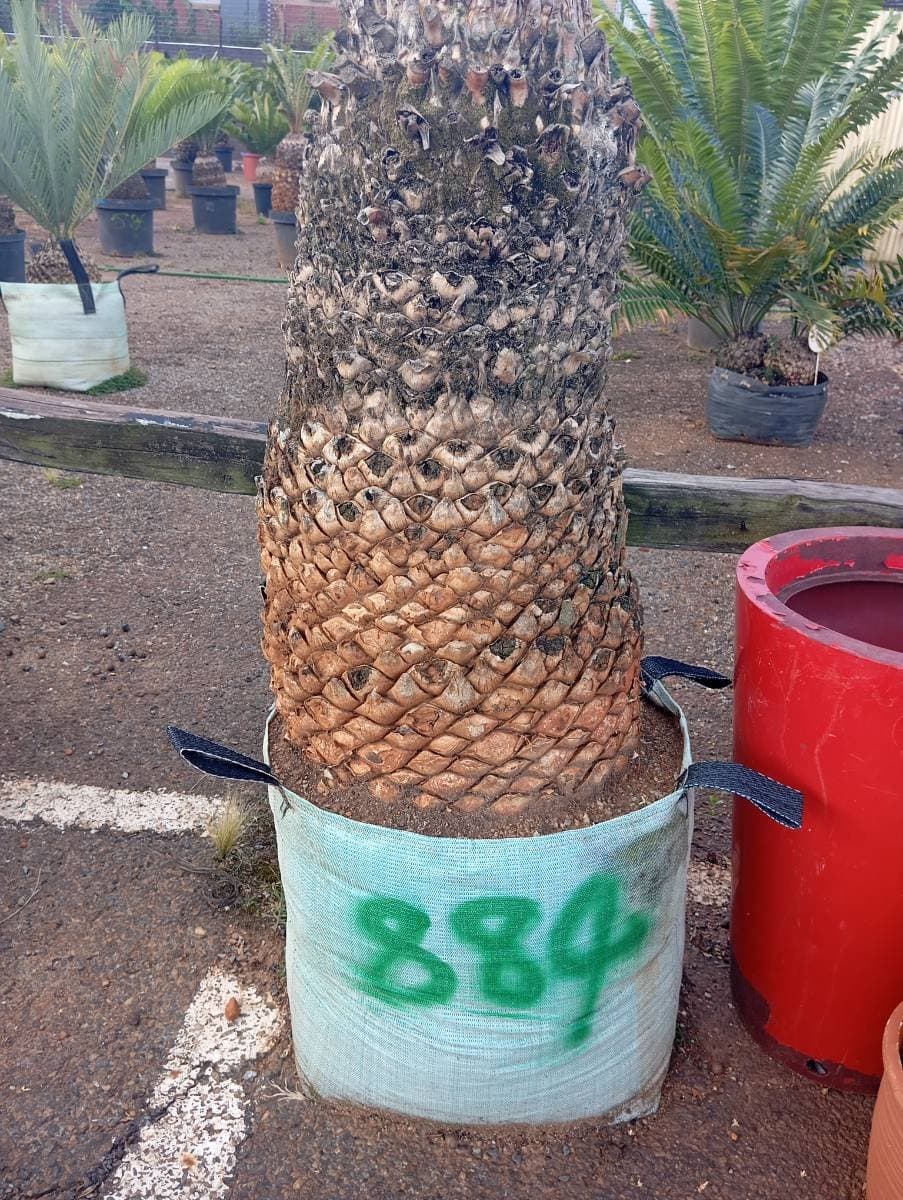 Encephalartos transvenosus