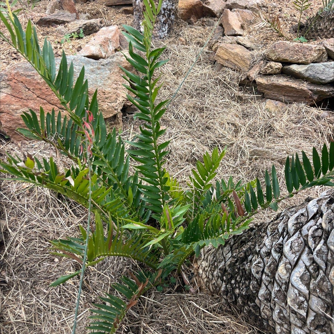 Encephalartos natalensis