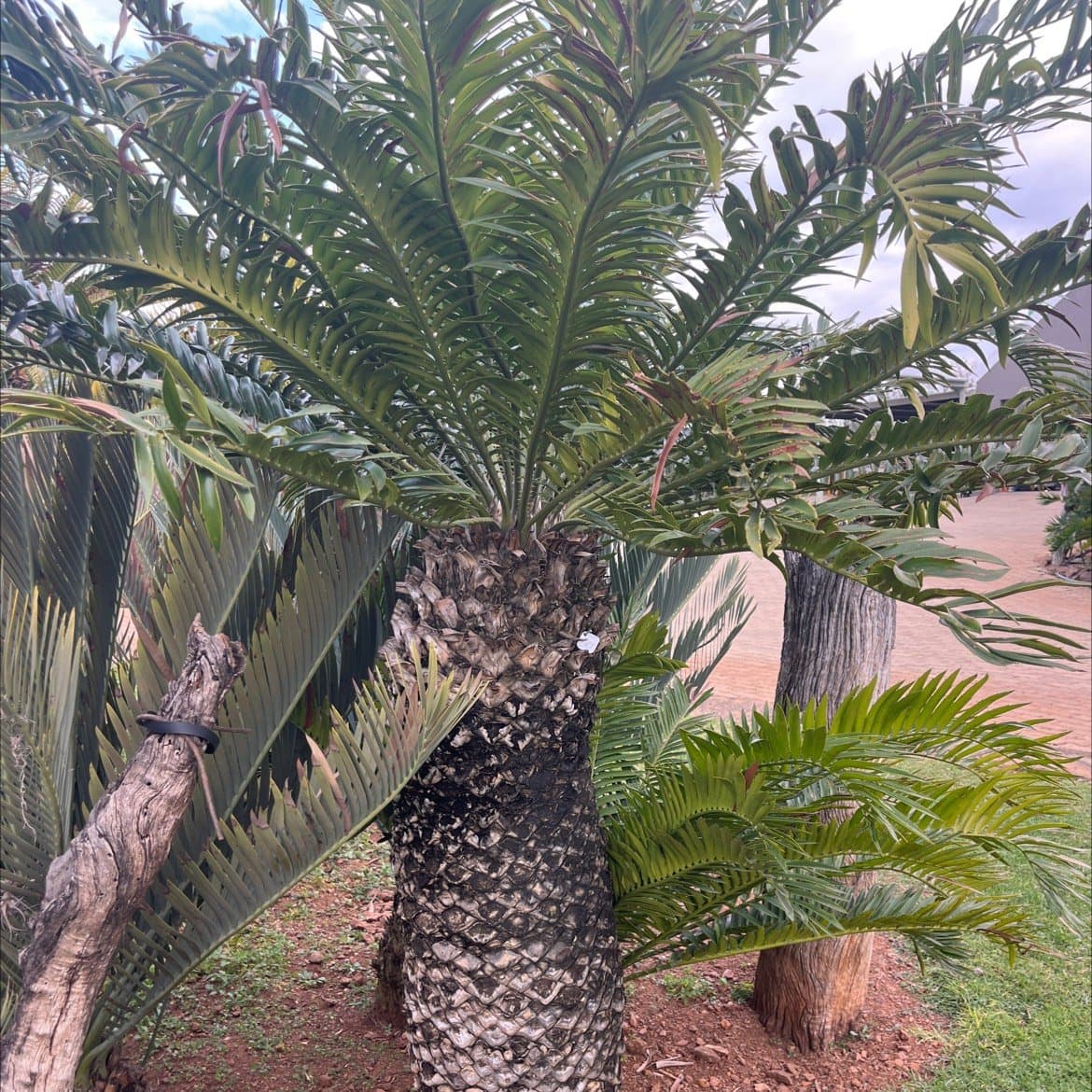 Encephalartos natalensis