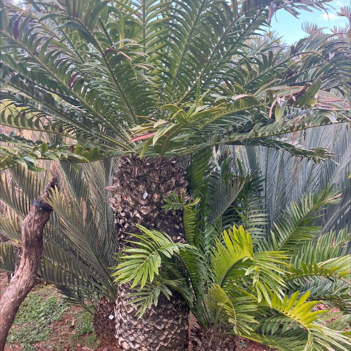 Encephalartos natalensis