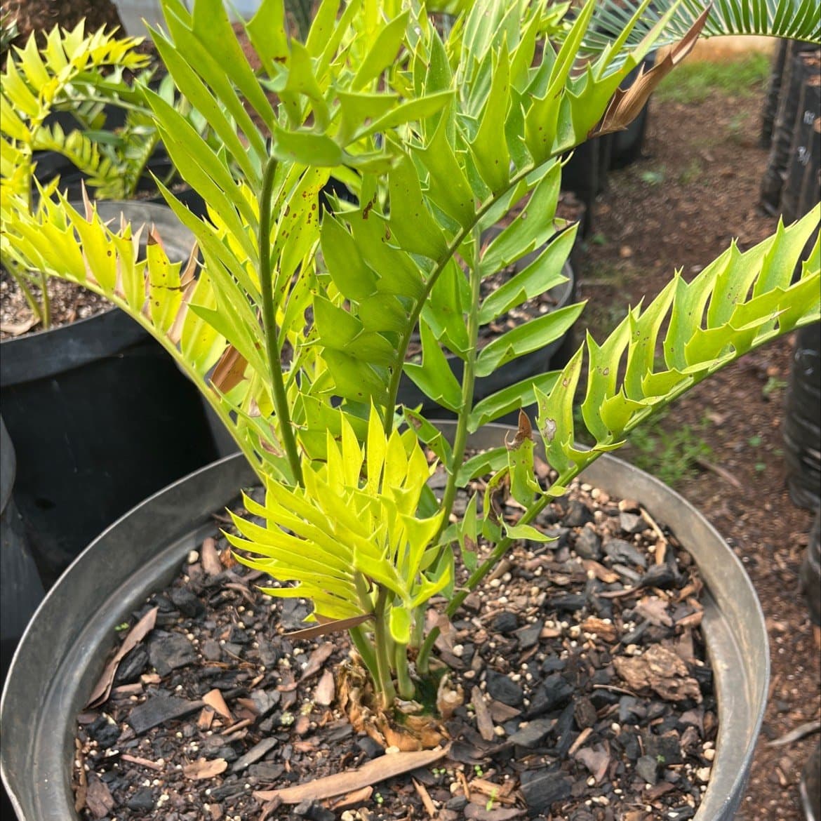 Encephalartos latifrons