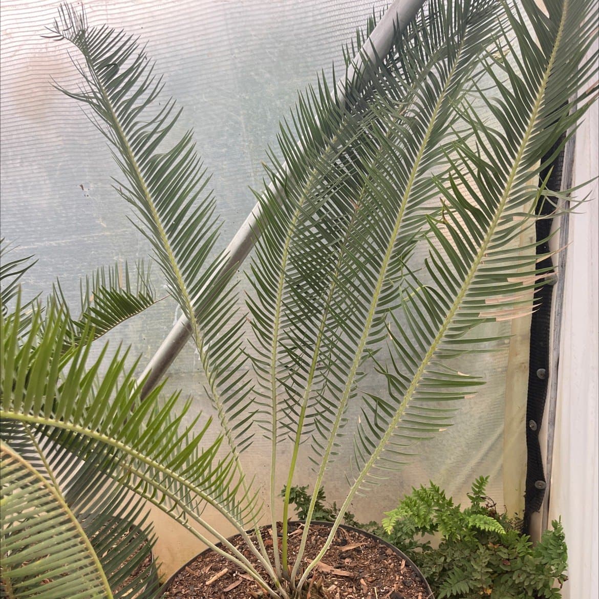 E.Tugelafery x Umtamvuma