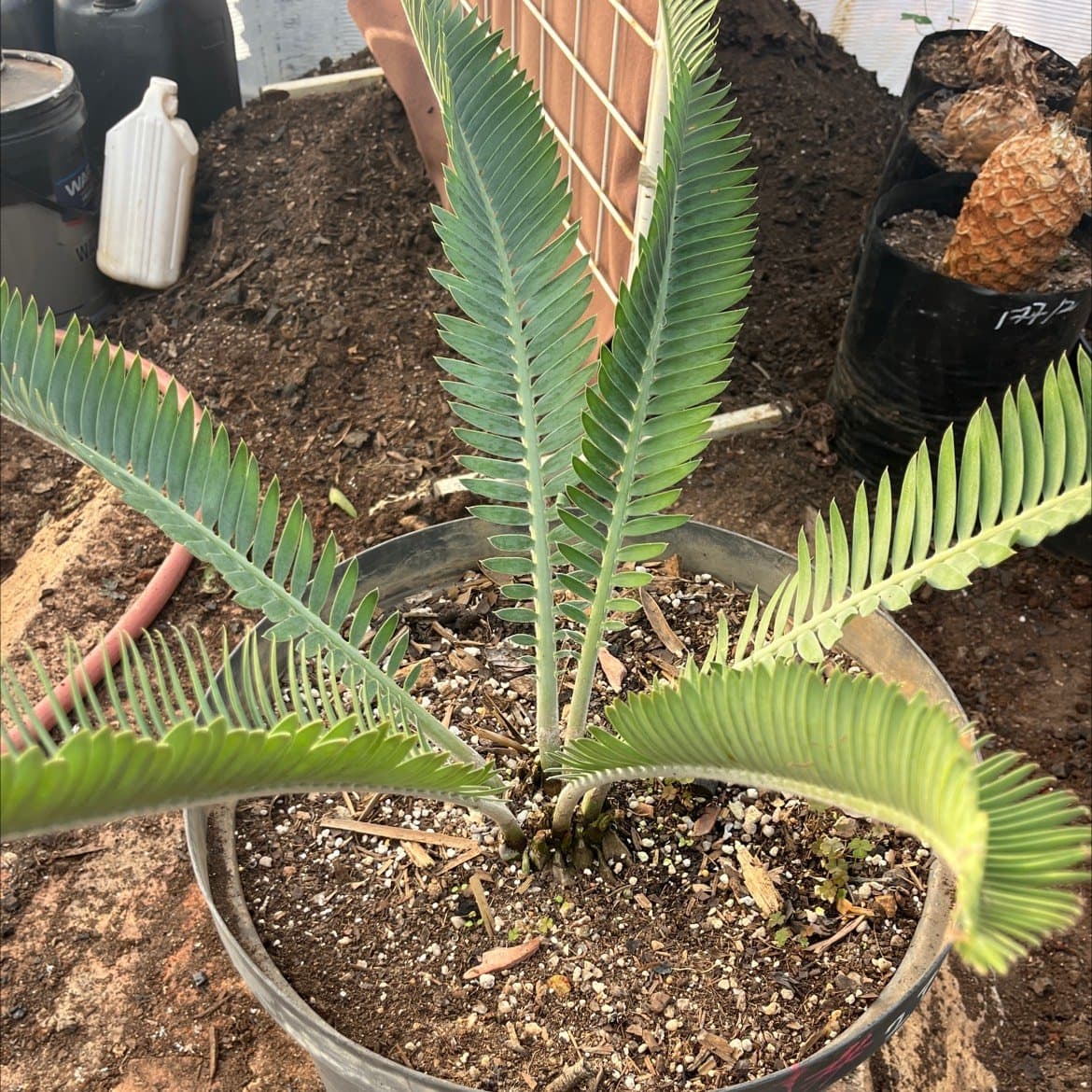 Encephalartos hirsutus