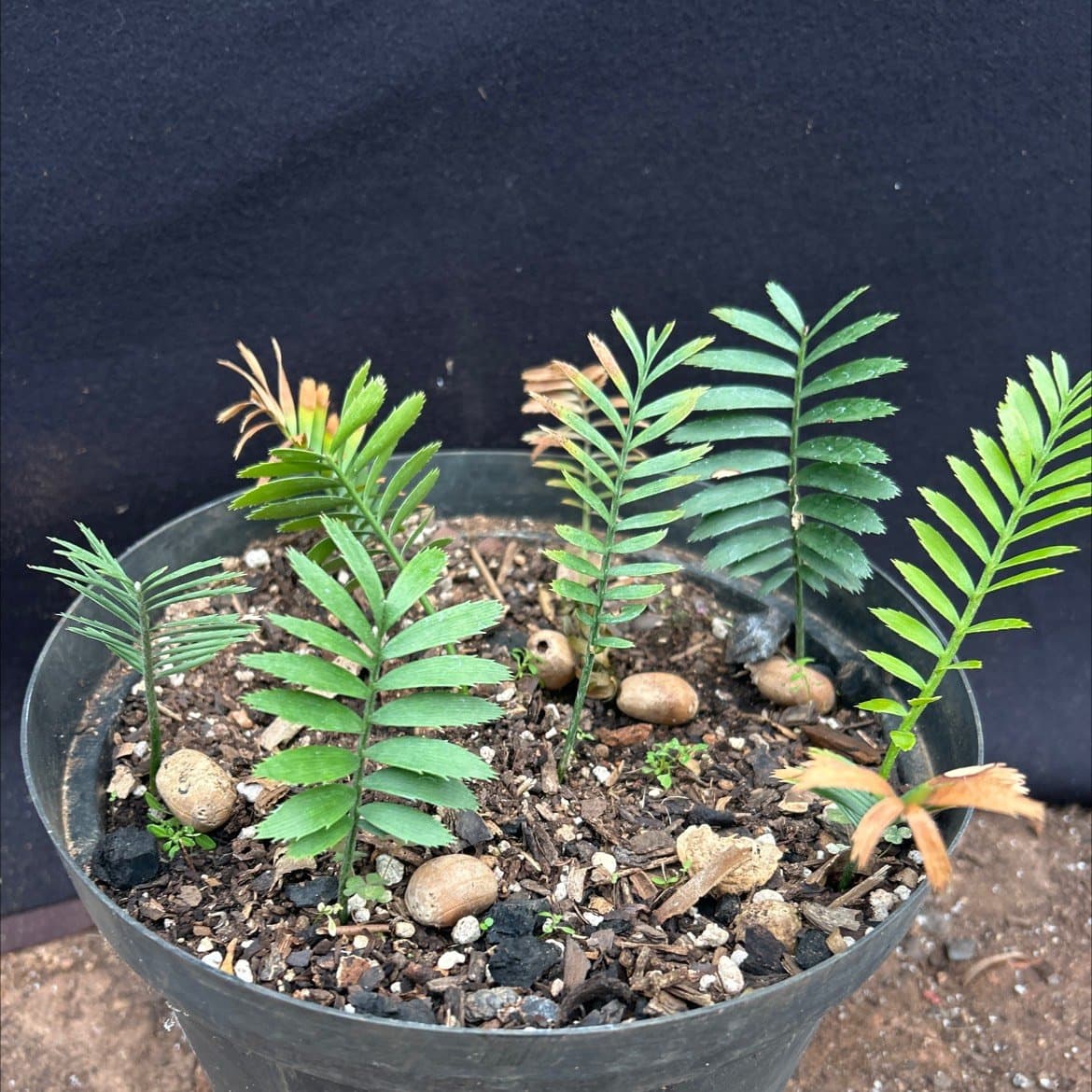 Encephalartos afer