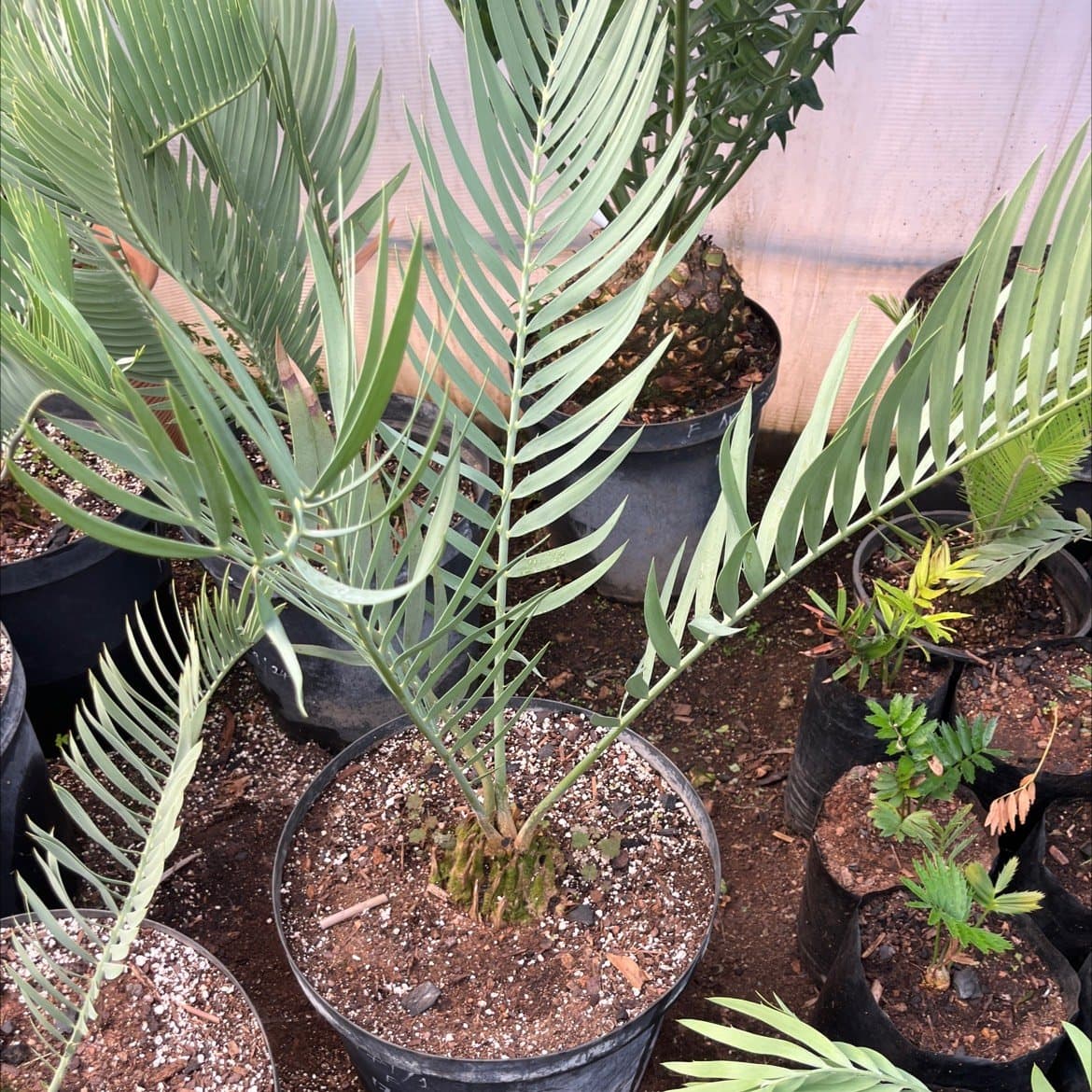 Encephalartos dolomiticus