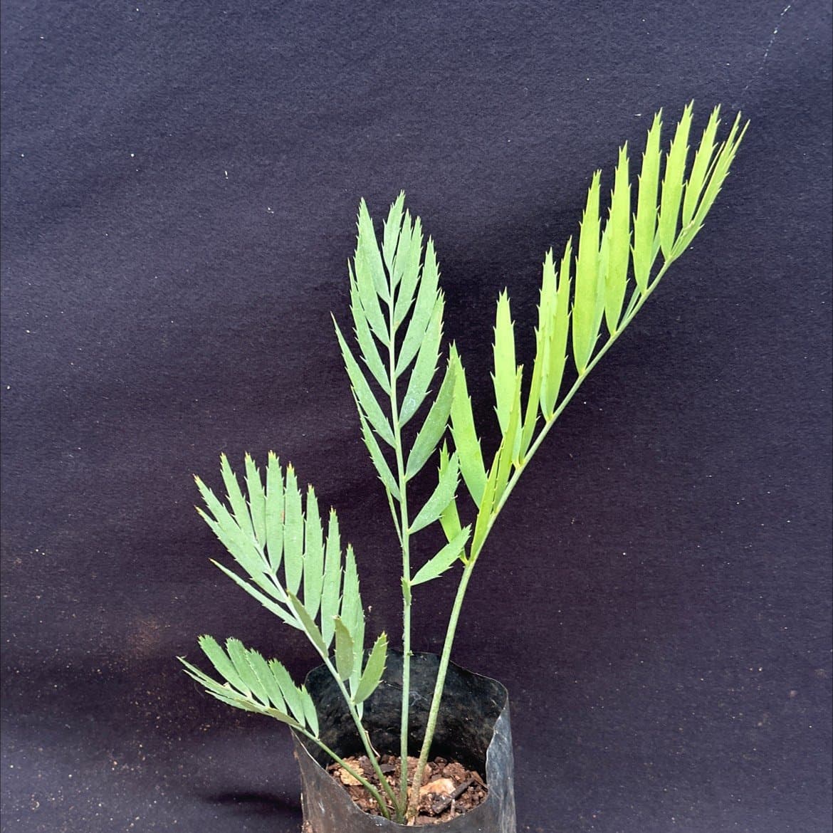 Encephalartos middelburgensis
