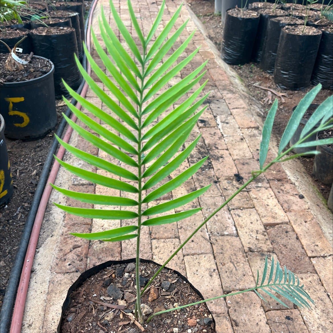 Encephalartos heenanii