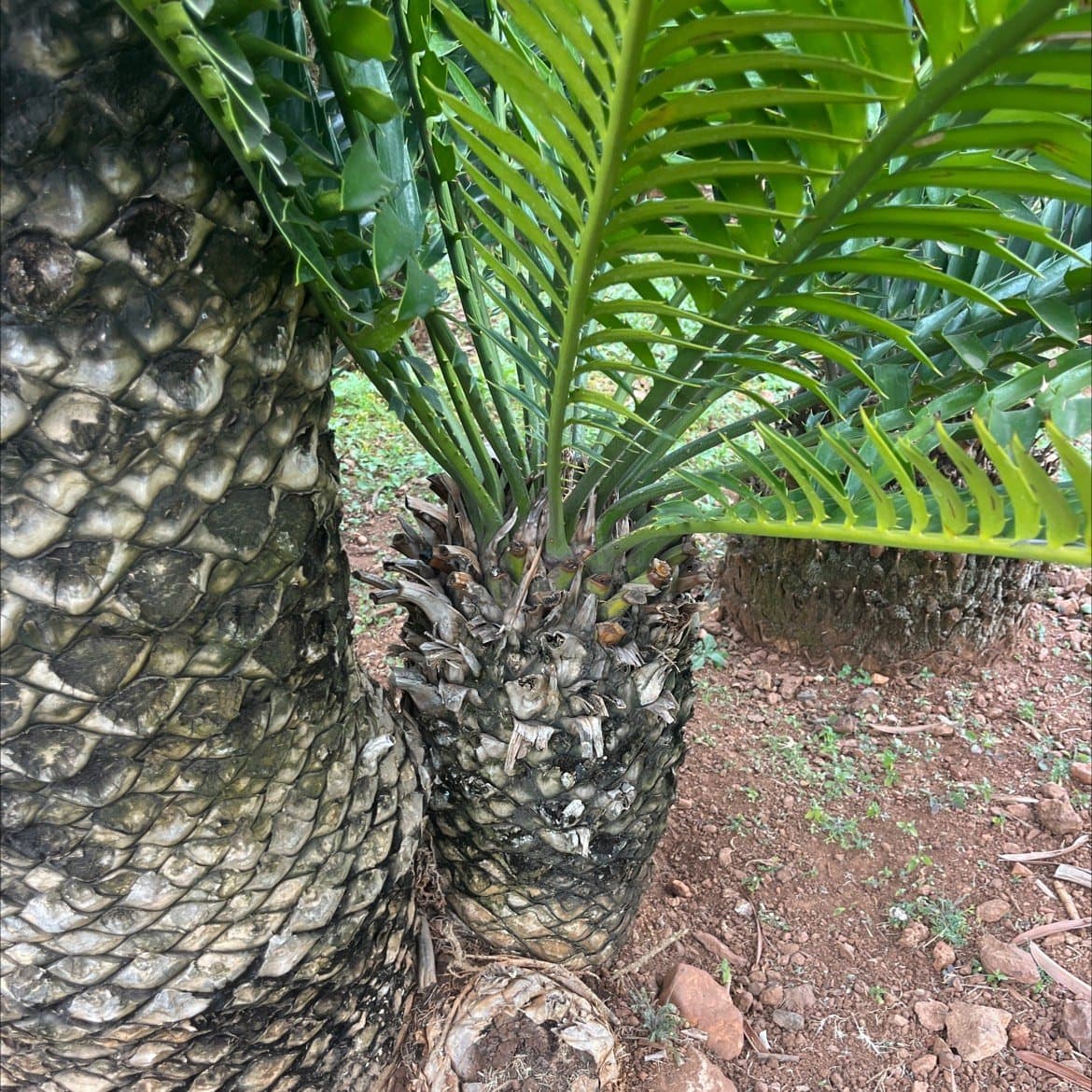 Encephalartos natalensis