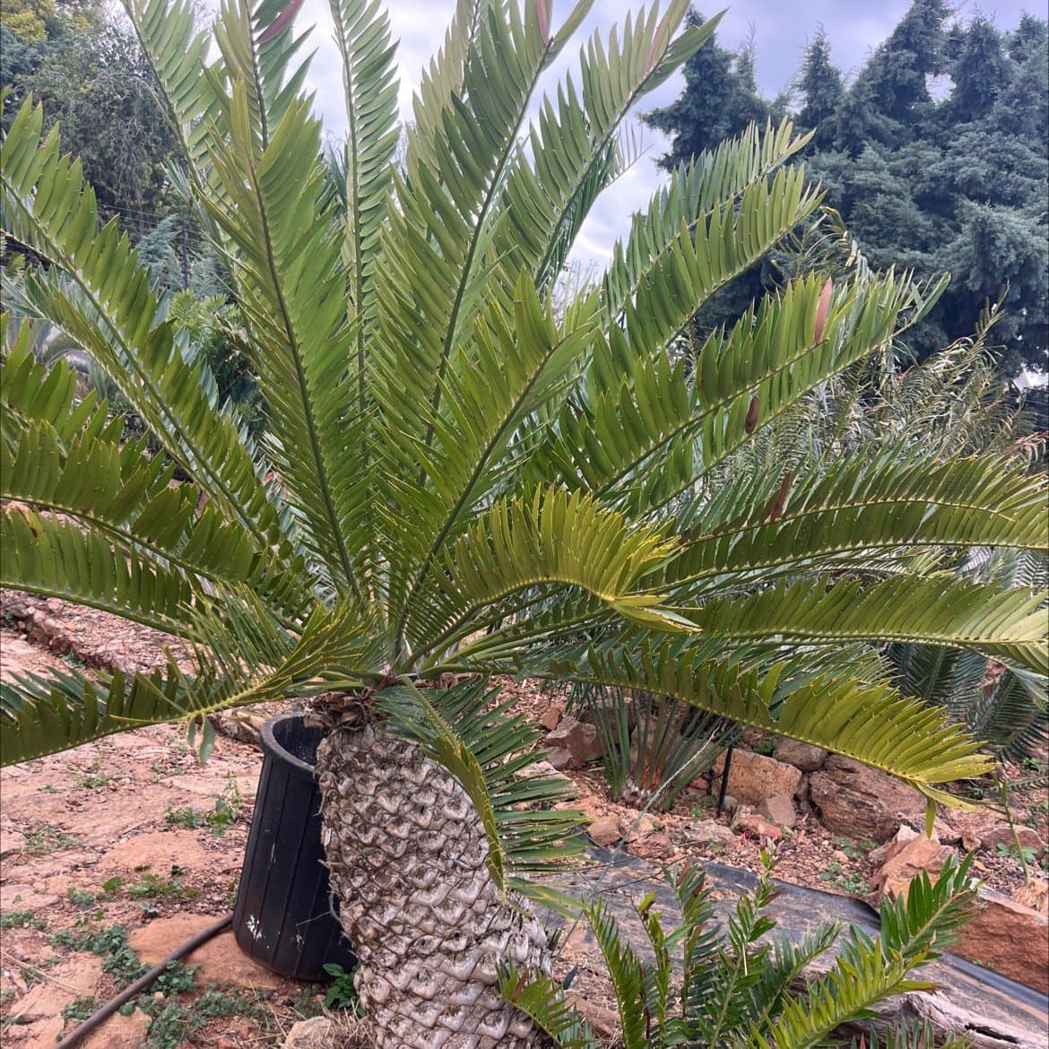 Encephalartos natalensis