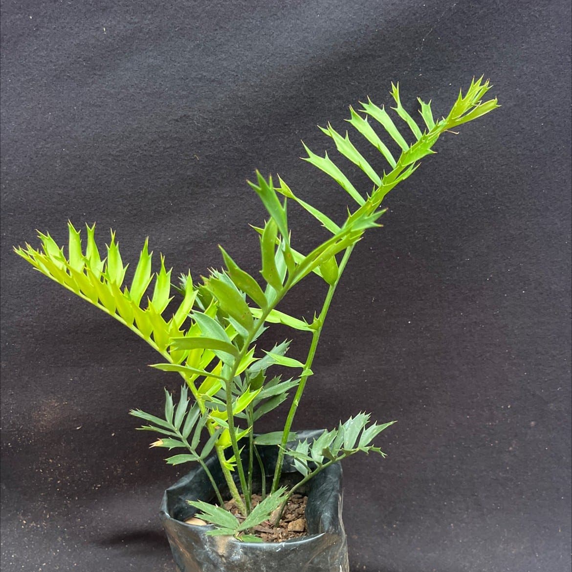 Altensteinii x Horridus