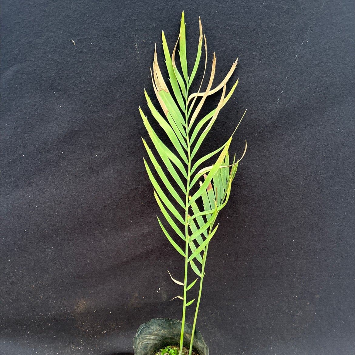Encephalartos dyerianus