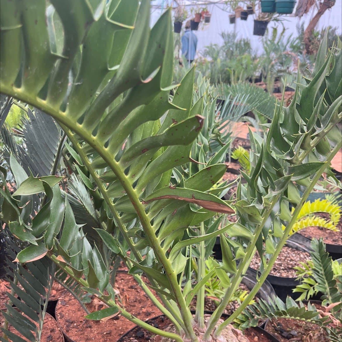 Encephalartos latifrons