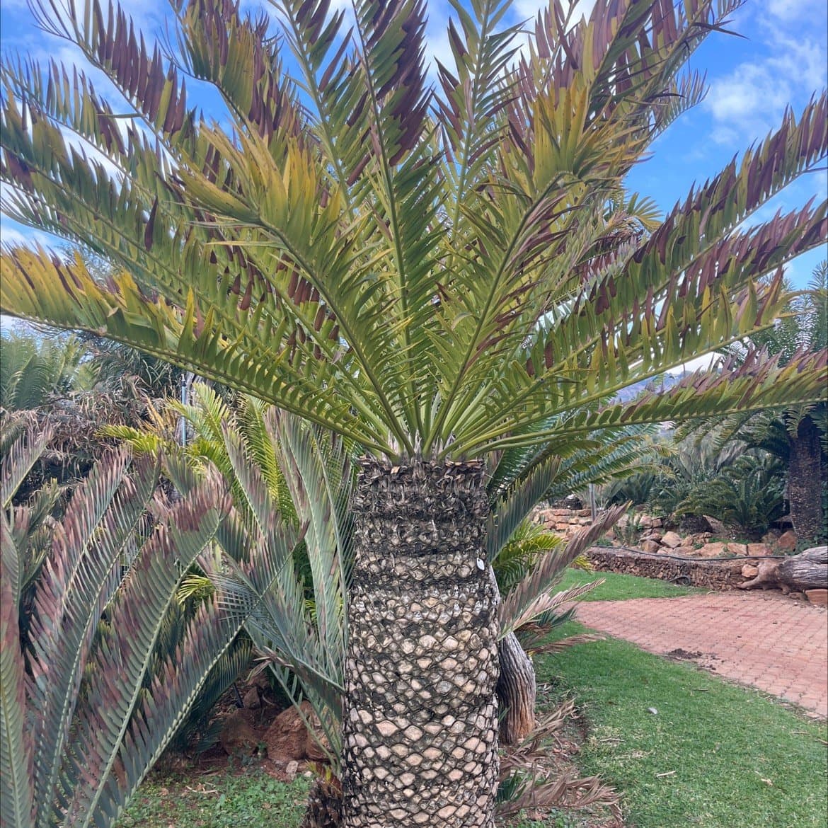 Encephalartos altensteinii