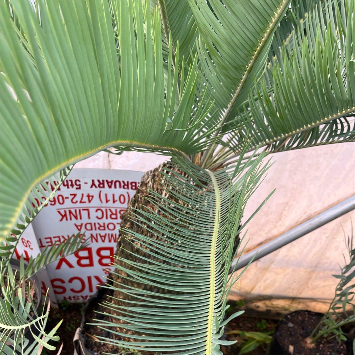 Encephalartos laevifolius