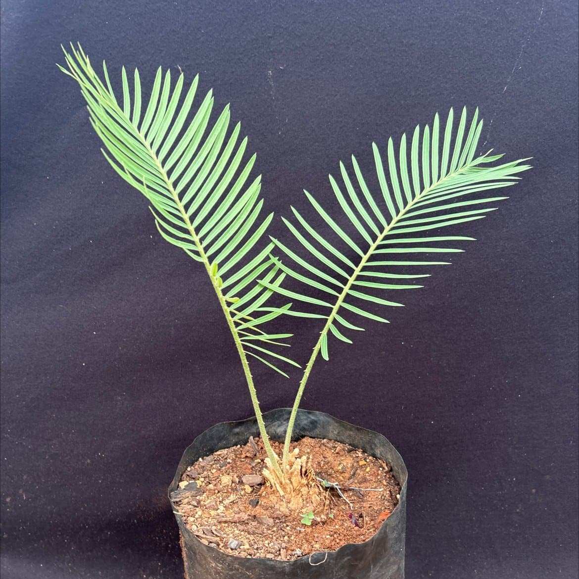 Cycas
