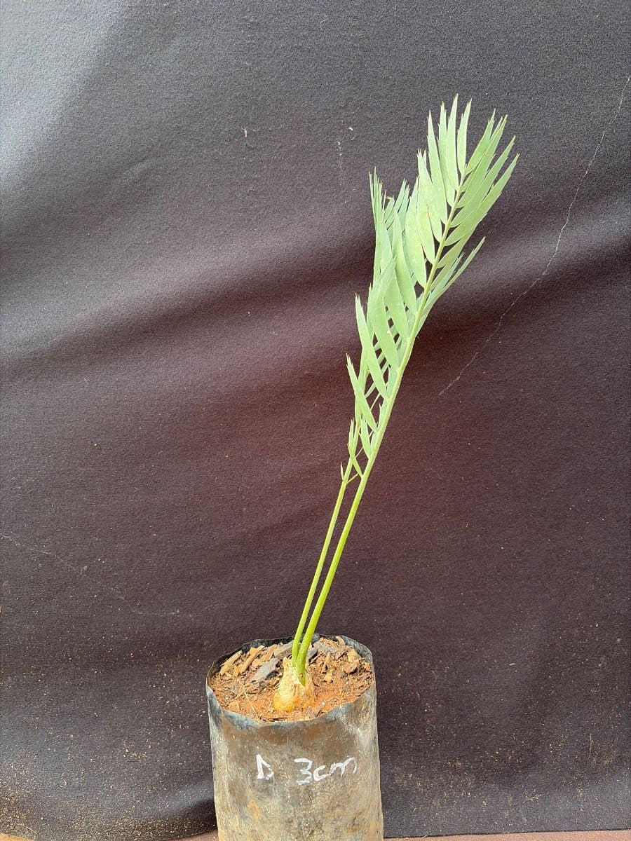 Nubimontanus x Robast