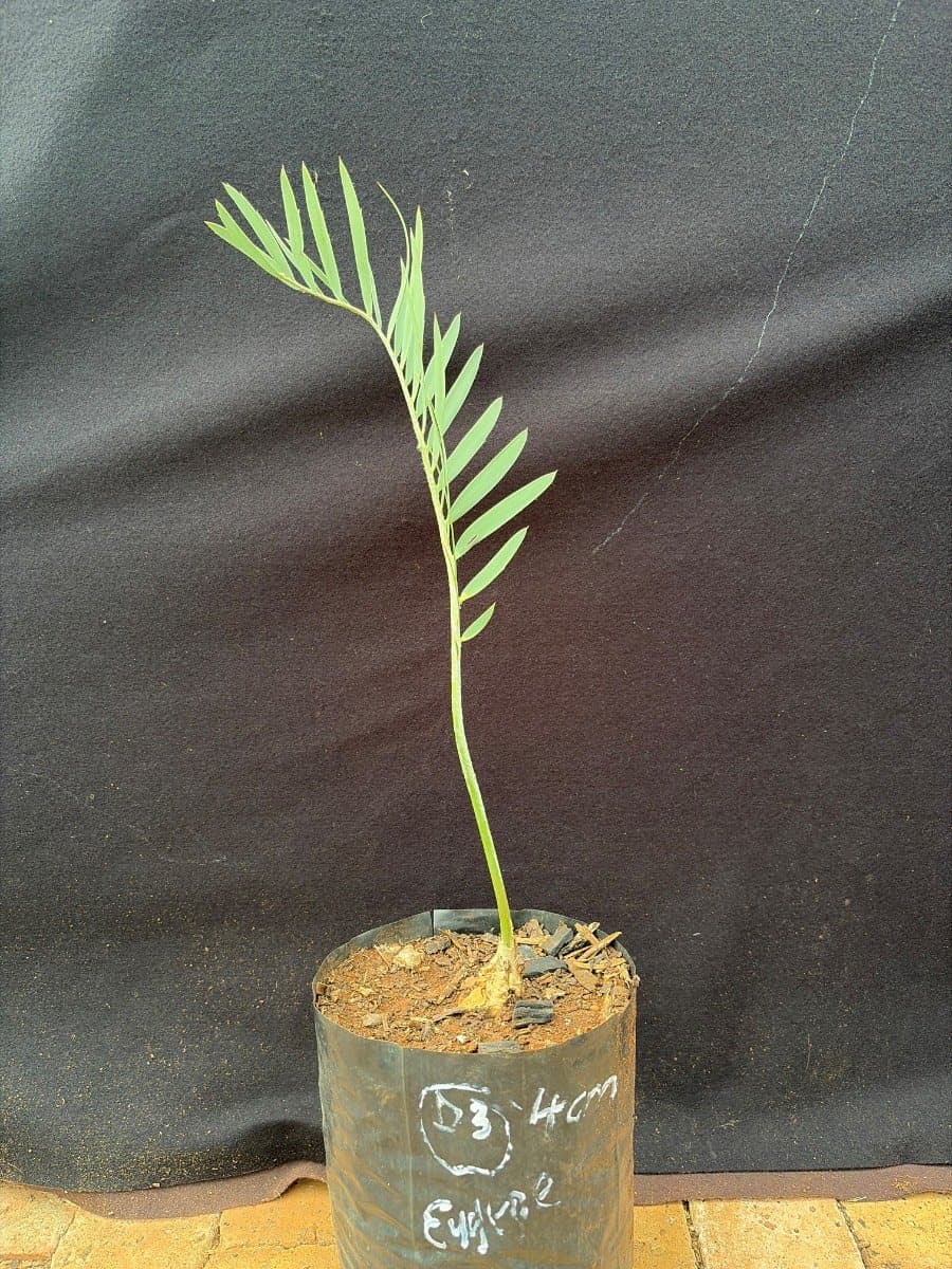 Encephalartos eugene-maraisii