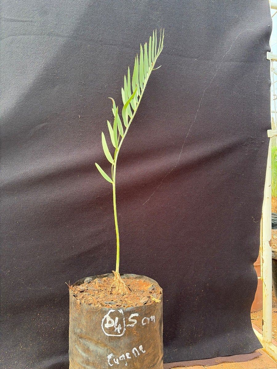 Encephalartos eugene-maraisii