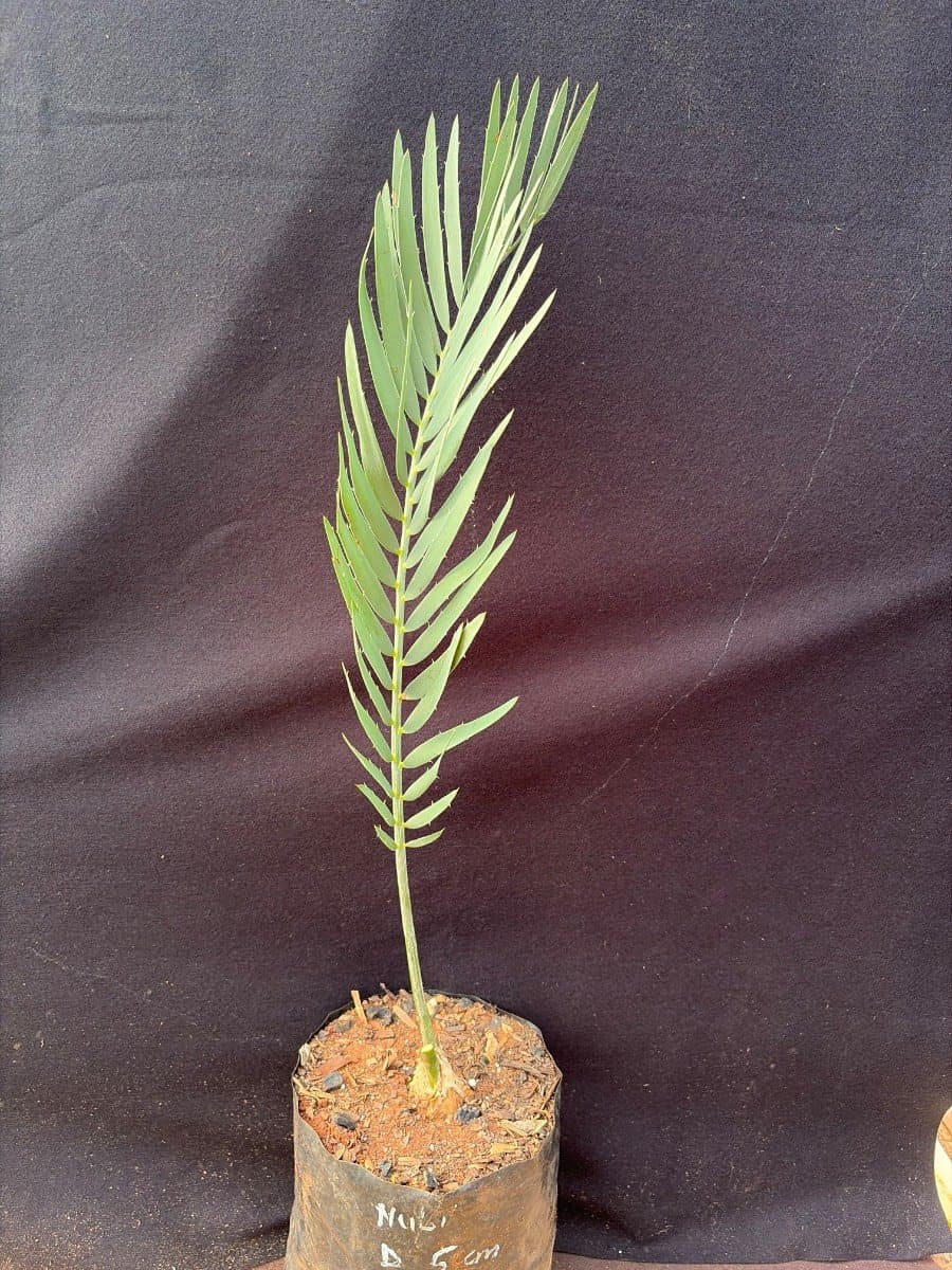 Encephalartos nubimontanus