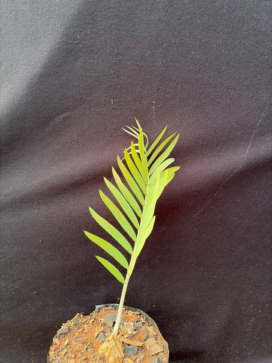 Encephalartos eugene-maraisii