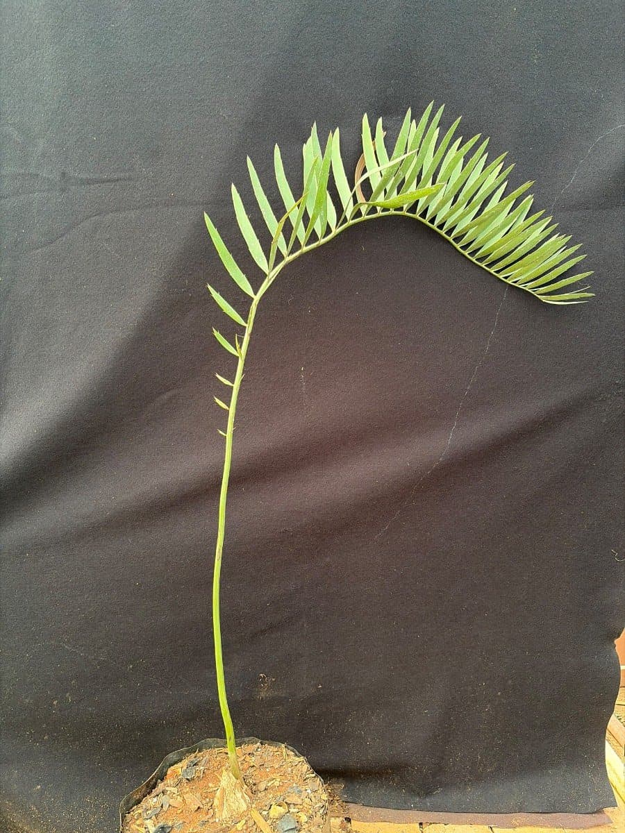 Encephalartos nubimontanus