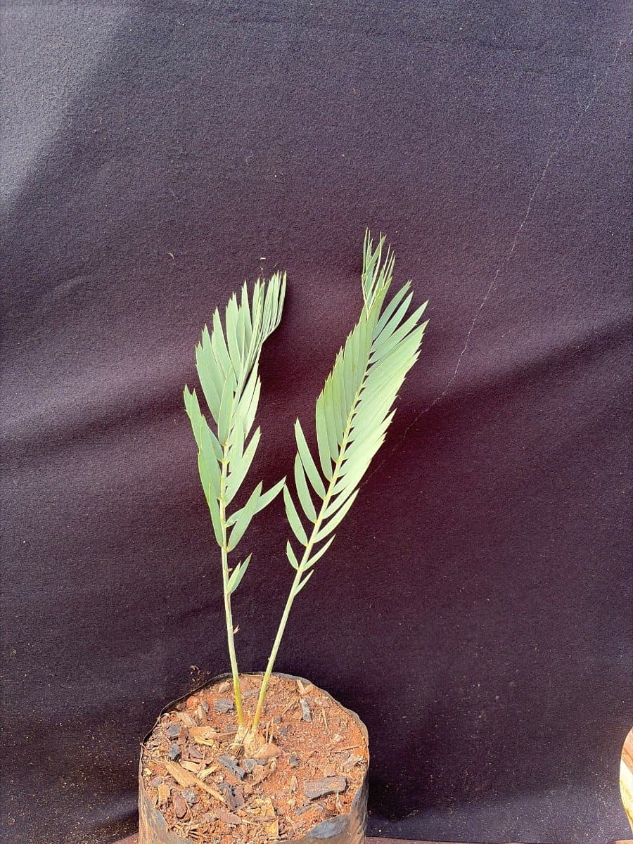 Encephalartos nubimontanus