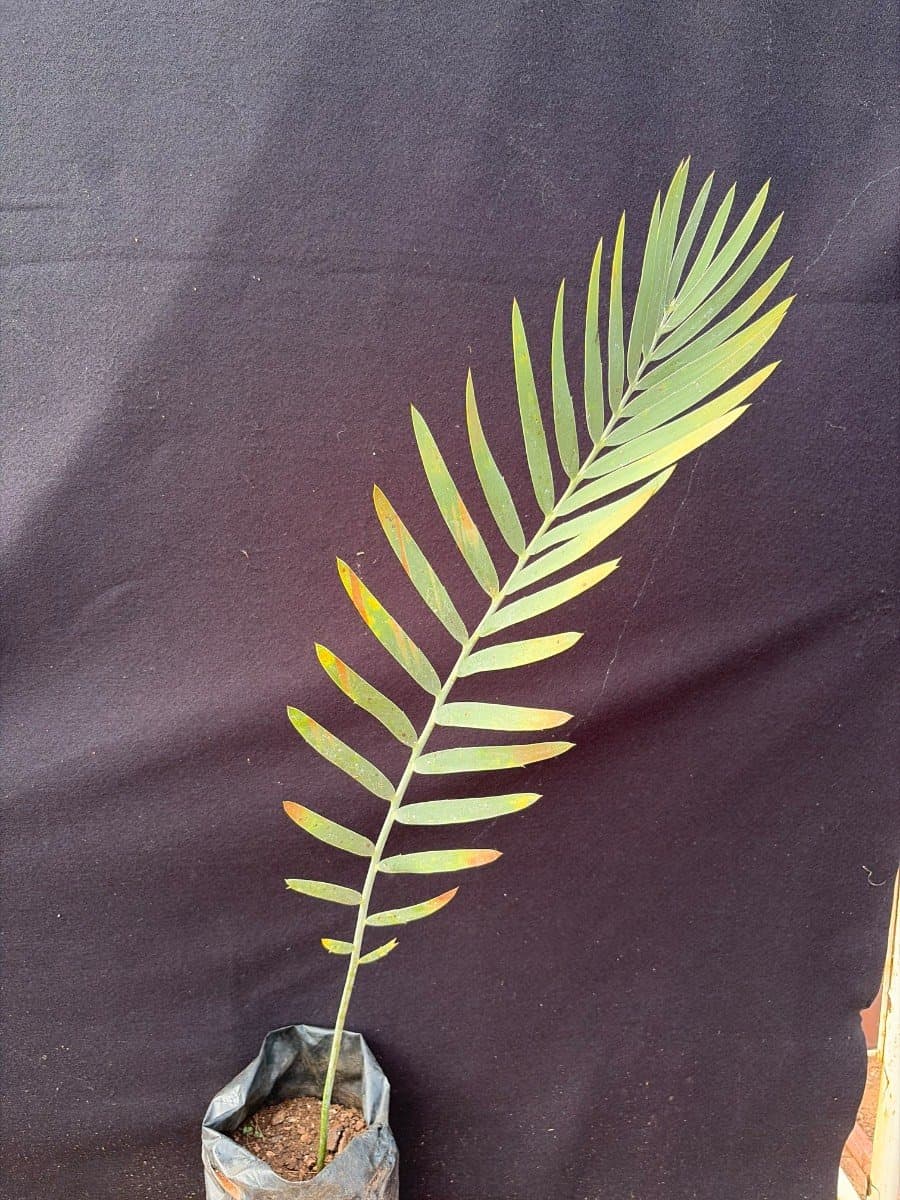 Encephalartos nubimontanus