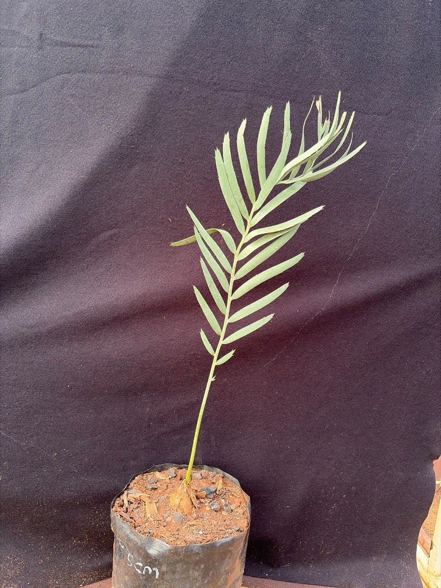 Encephalartos nubimontanus