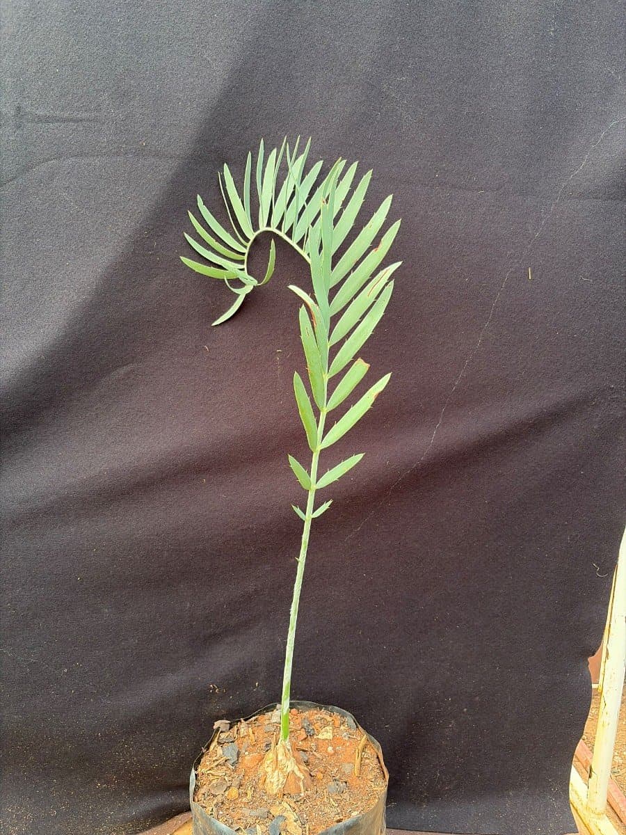 Encephalartos nubimontanus
