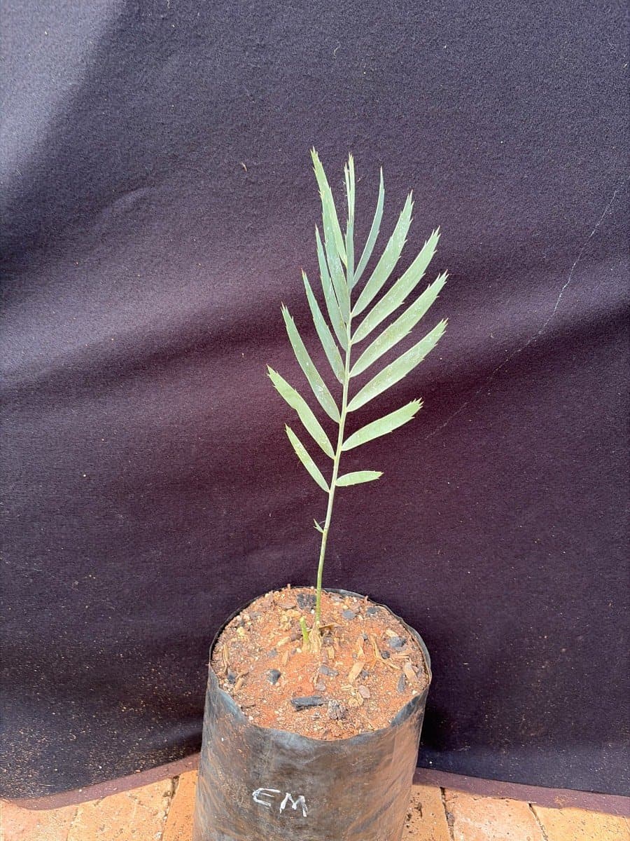 Encephalartos nubimontanus