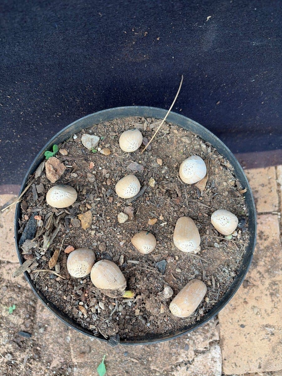 Encephalartos middelburgensis