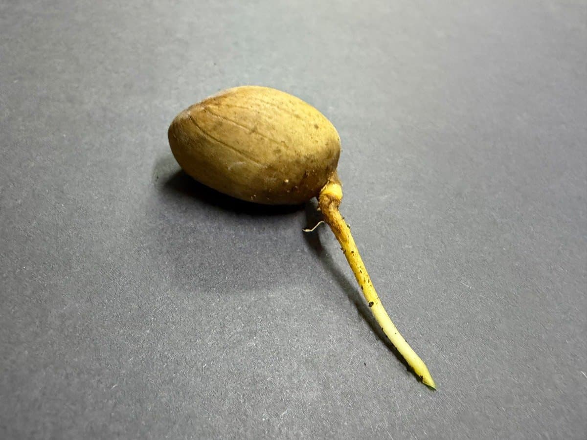 E.Laevifolius Mariepskop