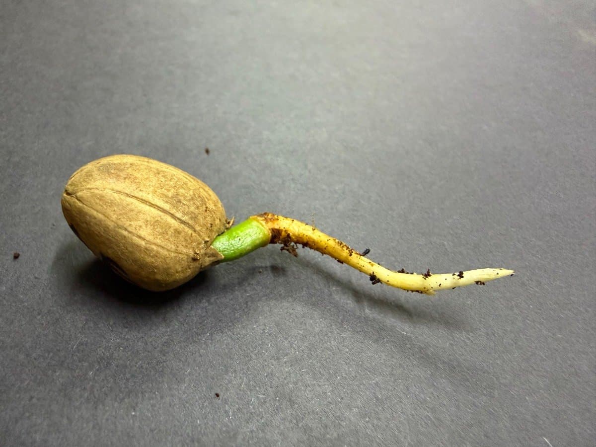 E.Caffer