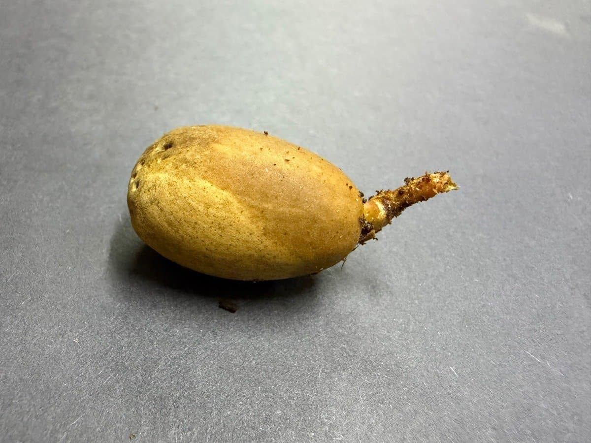 E.Cupidus Robast Form