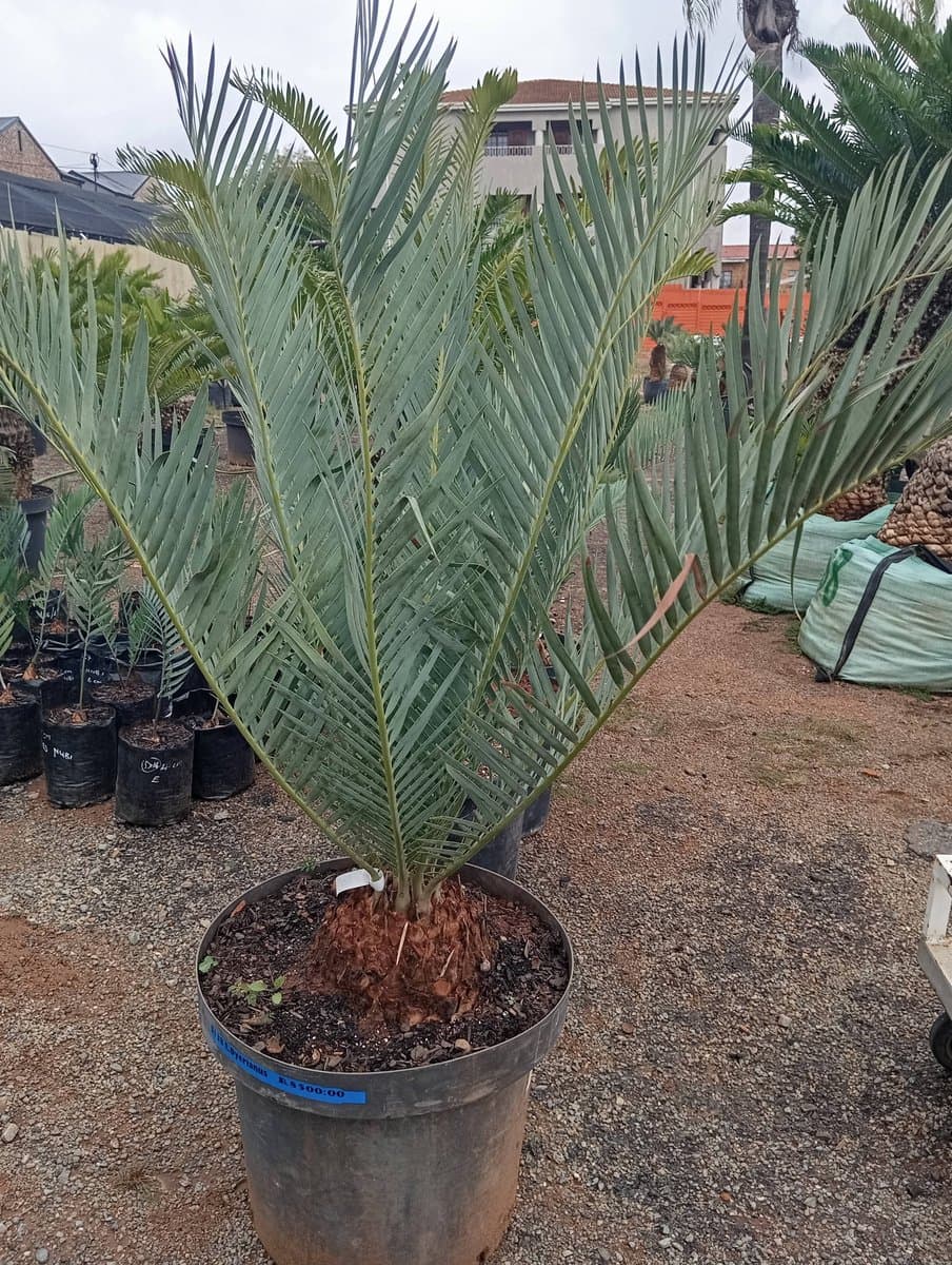 Encephalartos dyerianus
