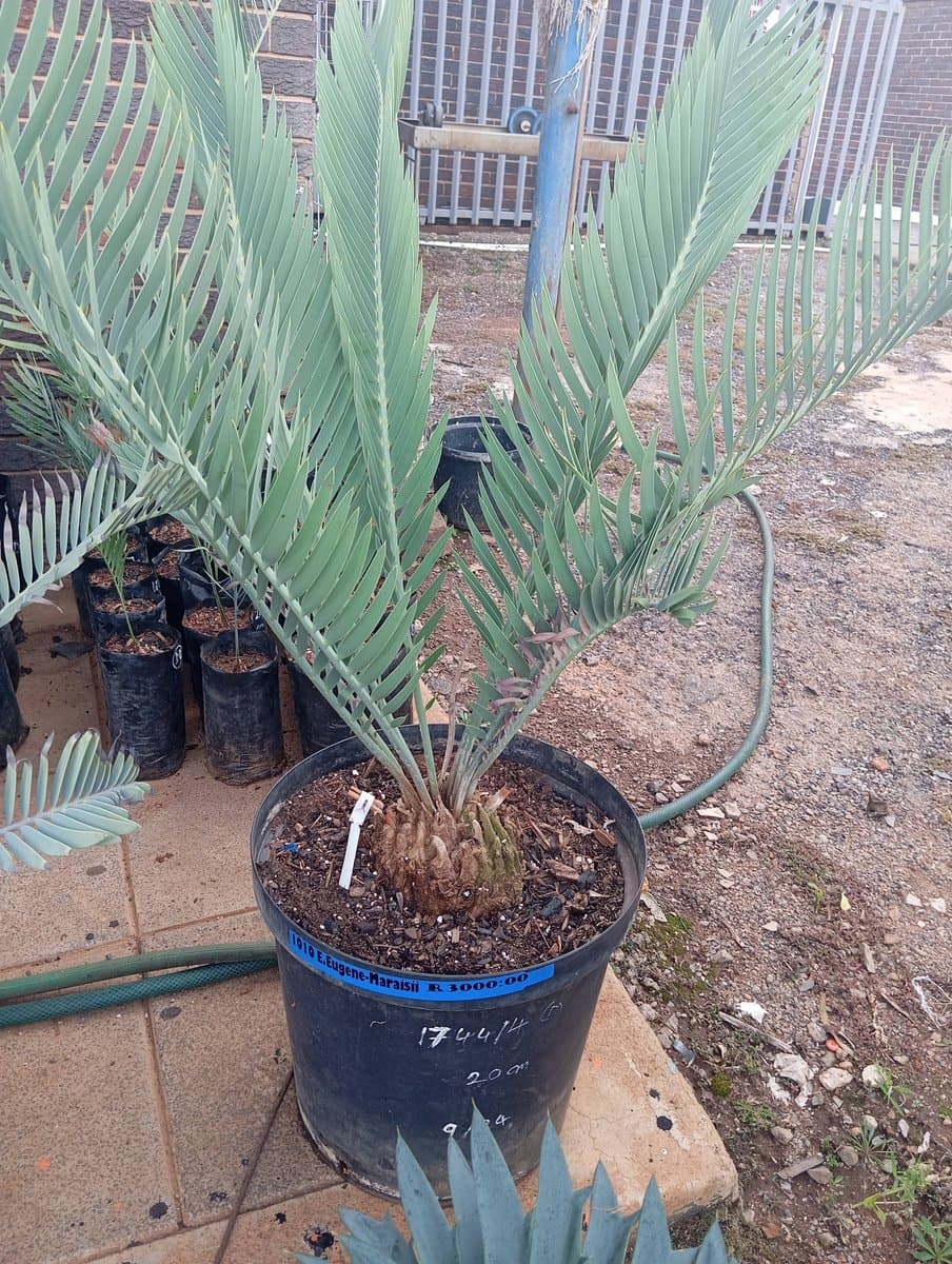 Encephalartos eugene-maraisii