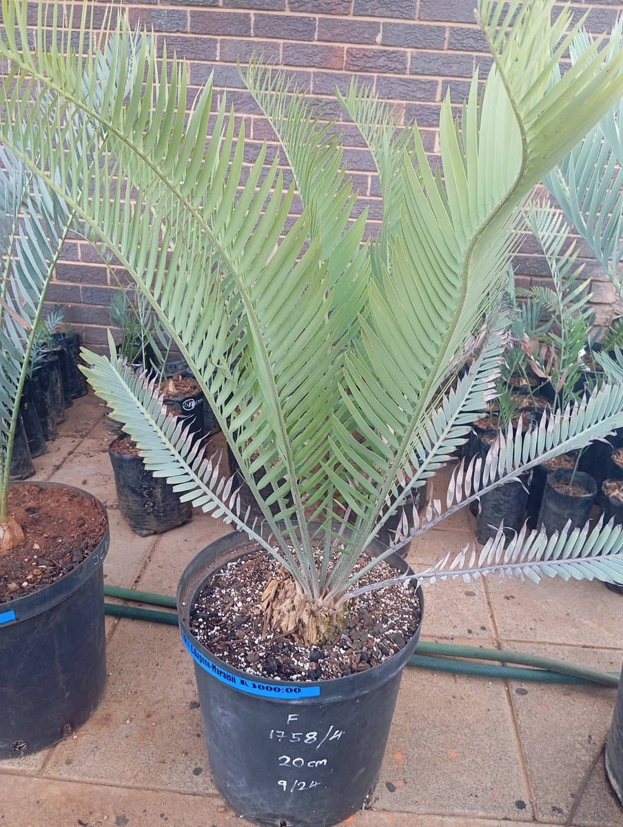 Encephalartos eugene-maraisii
