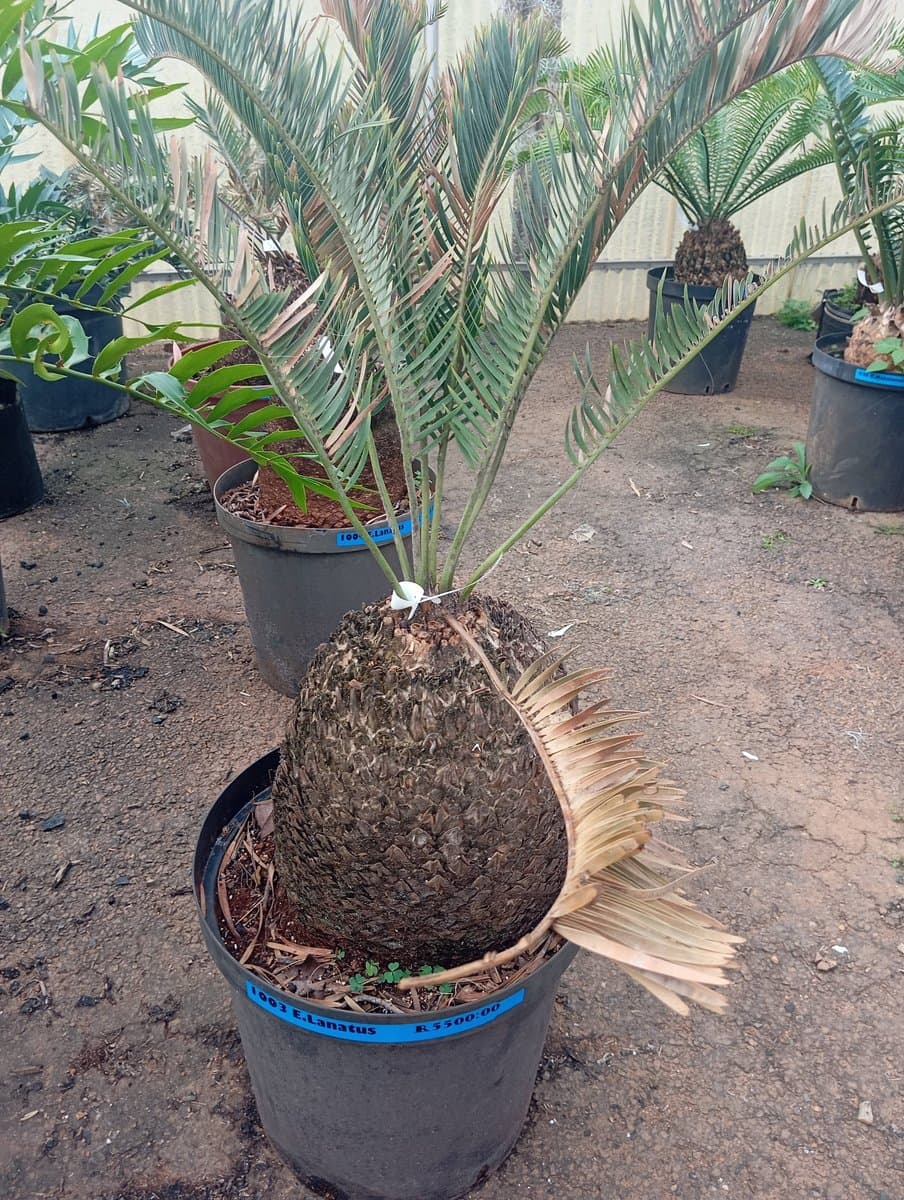 Encephalartos lanatus