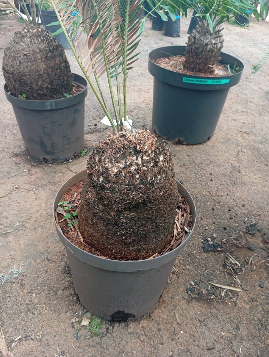 Encephalartos lanatus