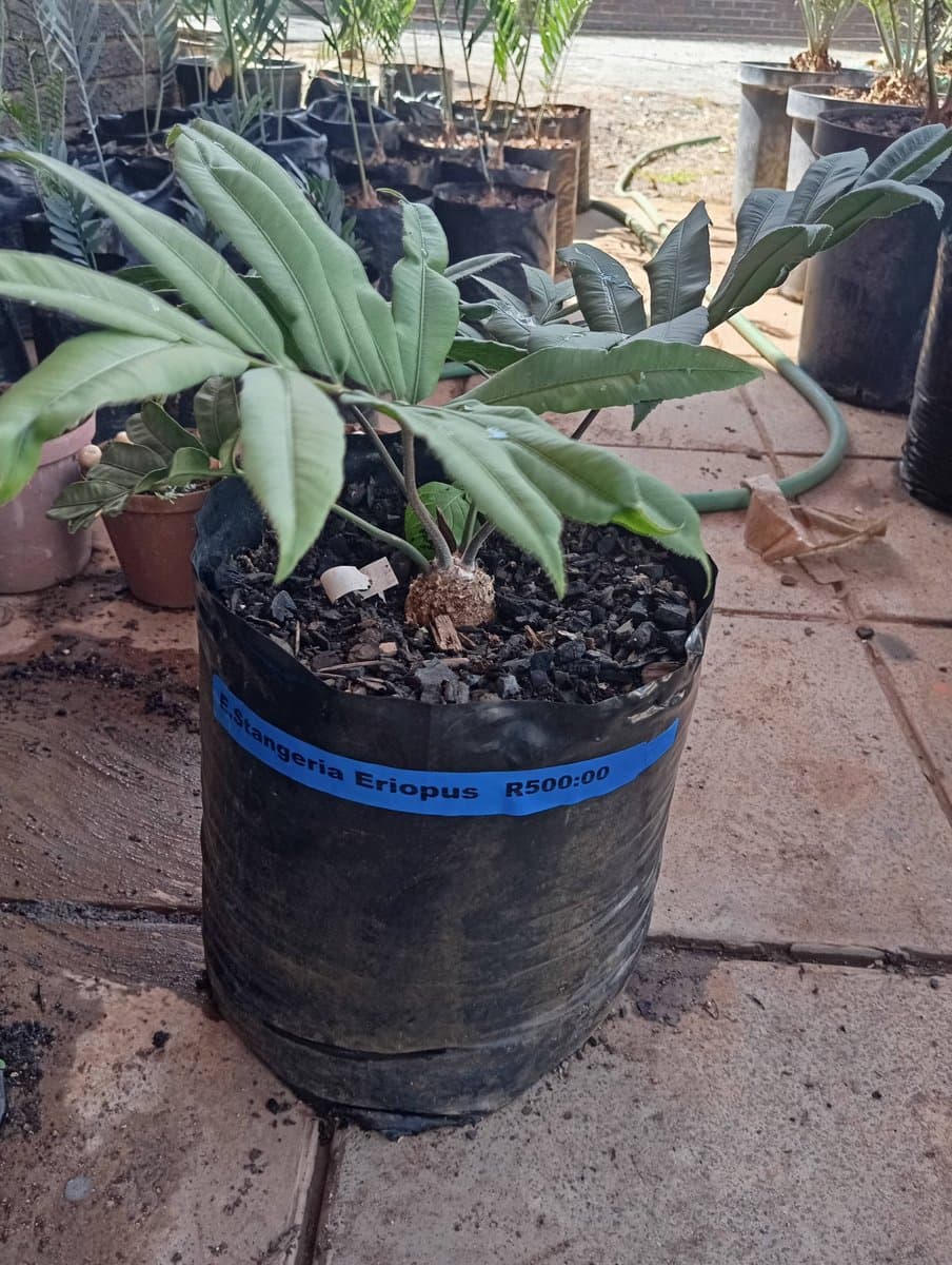 Stangeria eriopus