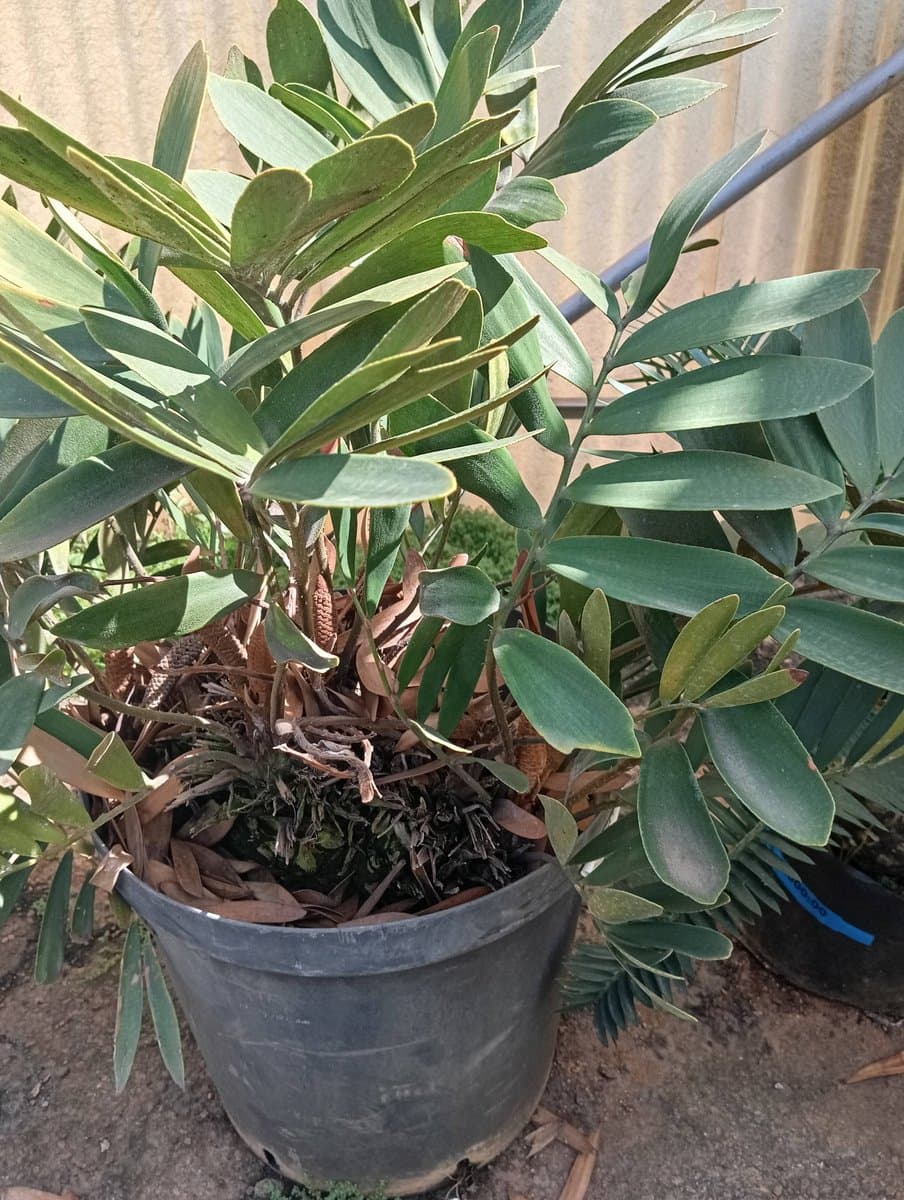 Zamia Furfuracea