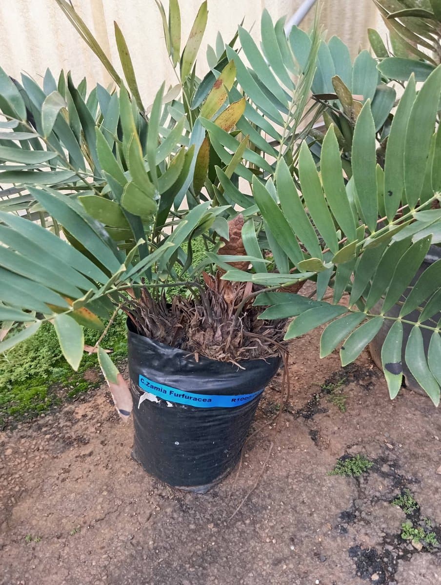 Zamia Furfuracea
