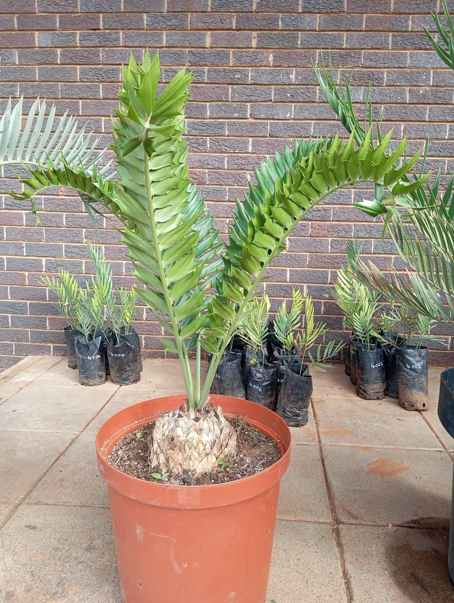 Encephalartos latifrons
