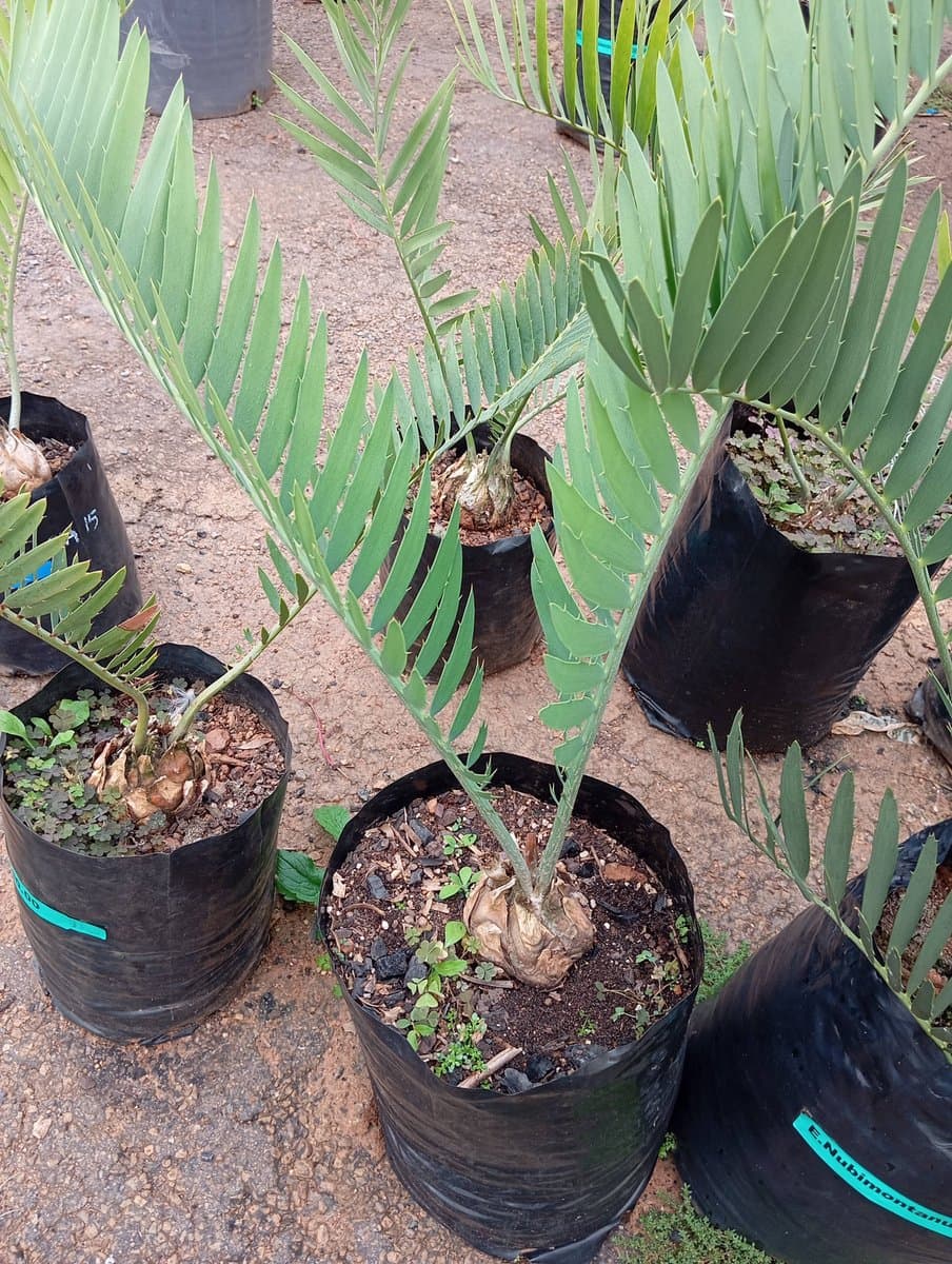 Encephalartos nubimontanus